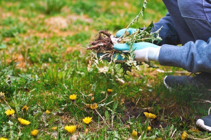 Commercial Garden Maintenance