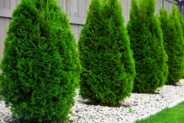 Arborvitae Planting in Hattiesburg