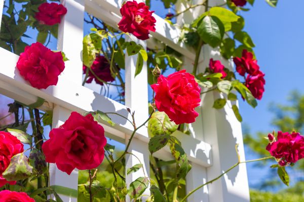 Home Gardening Service in Hattiesburg