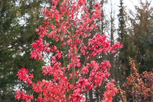 Japanese Maple Planting in Hattiesburg