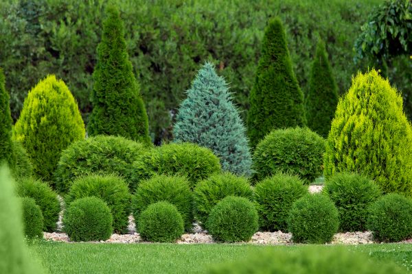 Shrub Installation in Hattiesburg