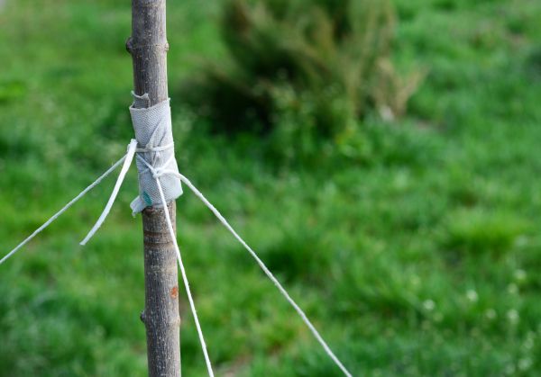 Tree Staking Service in Hattiesburg