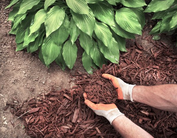 Shredded Mulch Service in Hattiesburg