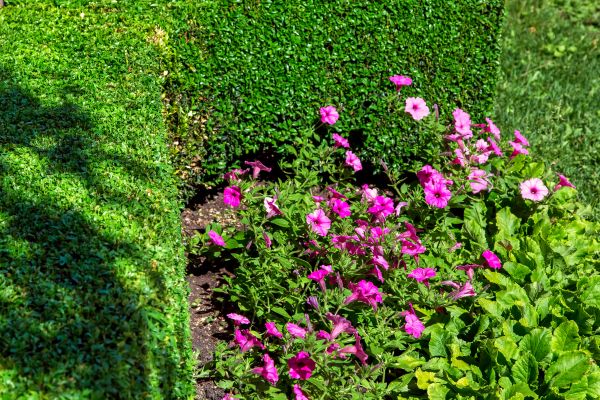 Softscaping Service in Hattiesburg