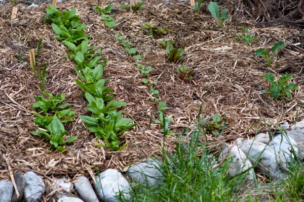 Mulch Service in Hattiesburg
