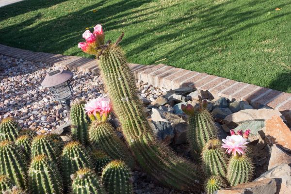Desert Landscaping in Hattiesburg