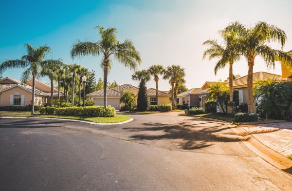 Palm Tree Landscaping in Hattiesburg