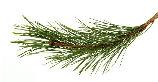 Pine Needles Installation in Hattiesburg