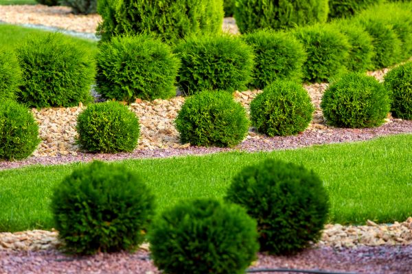 Bush Installation in Hattiesburg