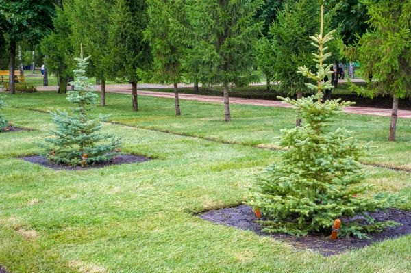 Privacy Trees Planting in Hattiesburg