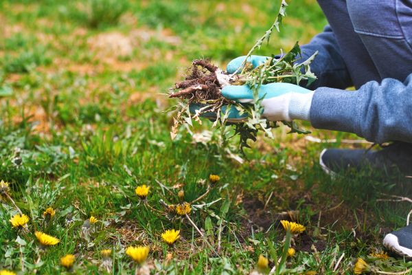Flower Bed Clearing in Hattiesburg