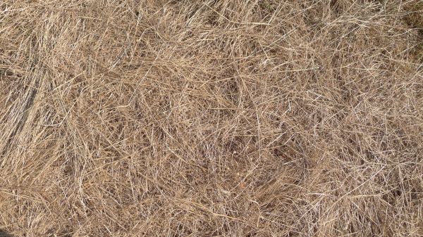 Pine Straw Replacement in Hattiesburg