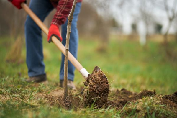Trees Planting in Hattiesburg