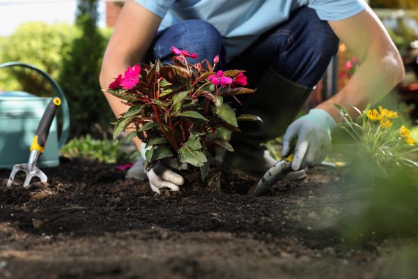 Plant Replacement in Hattiesburg