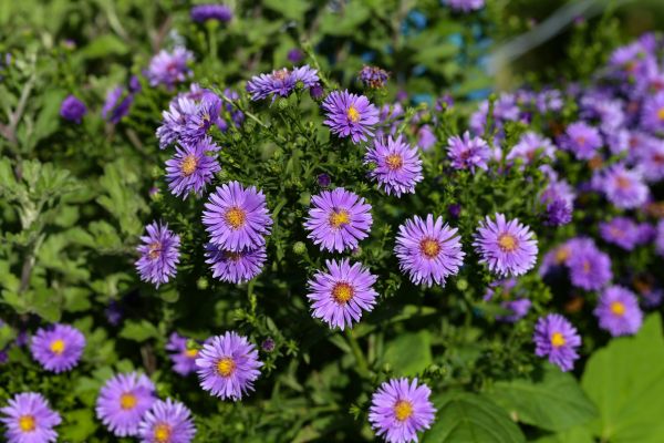 Perennial Flower Planting in Hattiesburg