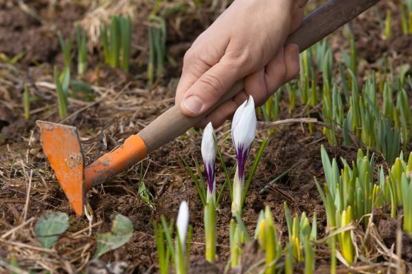 Flower Garden Weeding in Hattiesburg