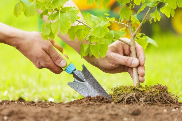 Fruit Tree Planting in Hattiesburg