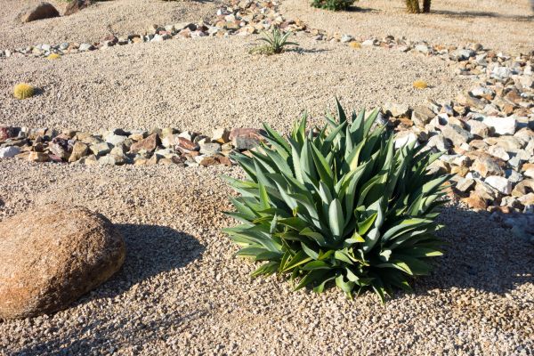 Xeriscaping Service in Hattiesburg