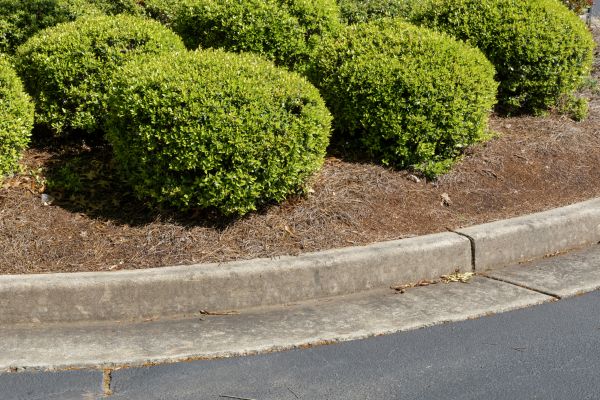 Pine Mulch Installation in Hattiesburg