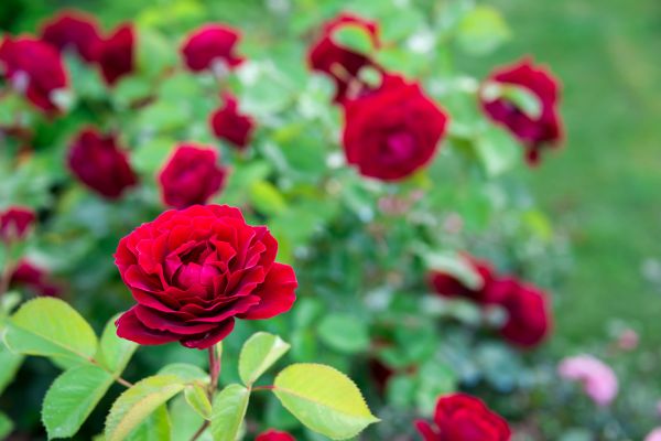Rose Planting in Hattiesburg