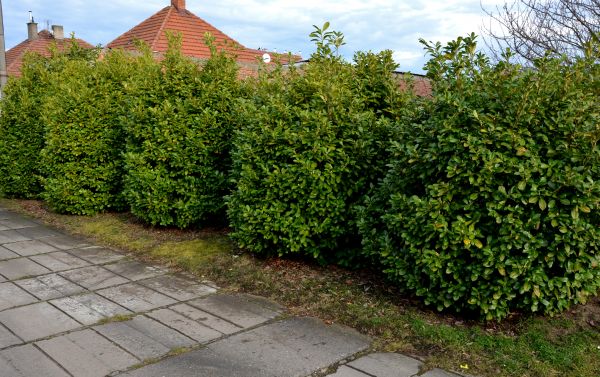 Privacy Shrub Installation in Hattiesburg