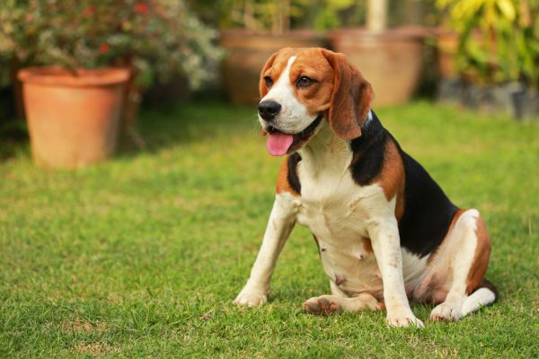 Dog Friendly Landscaping in Hattiesburg