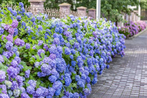 Hydrangea Landscaping in Hattiesburg