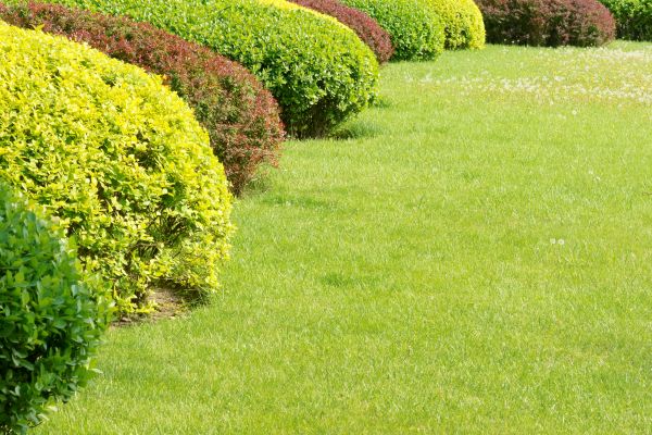Shrubbery Planting in Hattiesburg