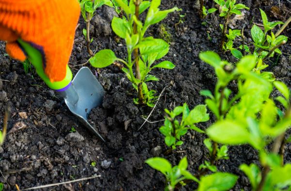 Hydrangea Planting in Hattiesburg
