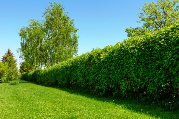 Hedge Replacement in Hattiesburg