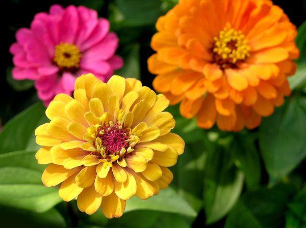 Zinnia Planting in Hattiesburg