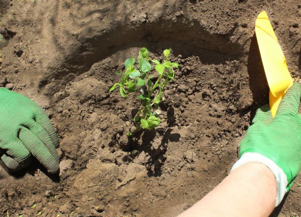 Rose Bush Planting in Hattiesburg