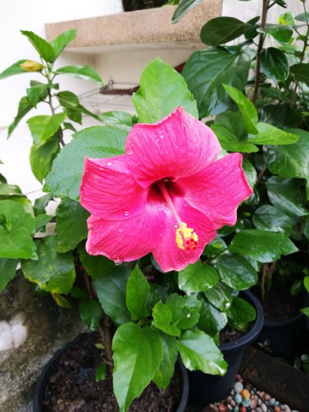 Hibiscus Planting in Hattiesburg