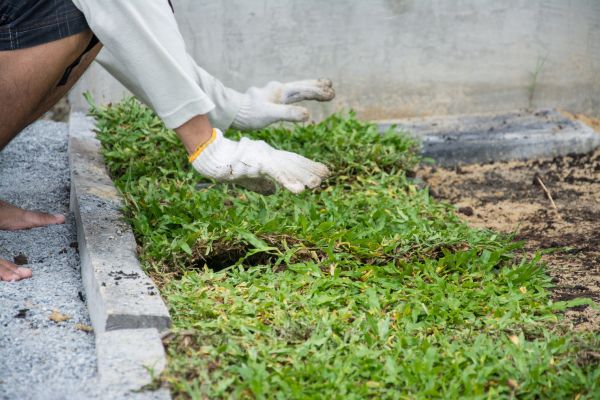 Ground Cover Planting in Hattiesburg