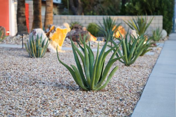 Drought Resistant Landscaping in Hattiesburg