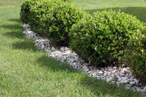Boxwood Planting in Hattiesburg