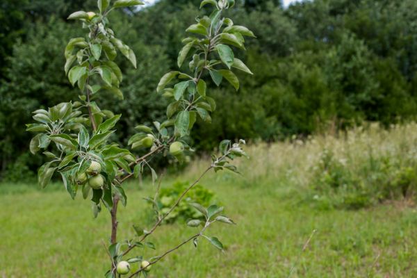 Apple Tree Planting in Hattiesburg