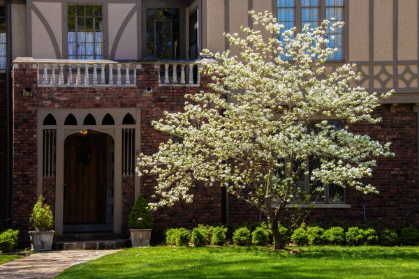 Dogwood Tree Planting in Hattiesburg
